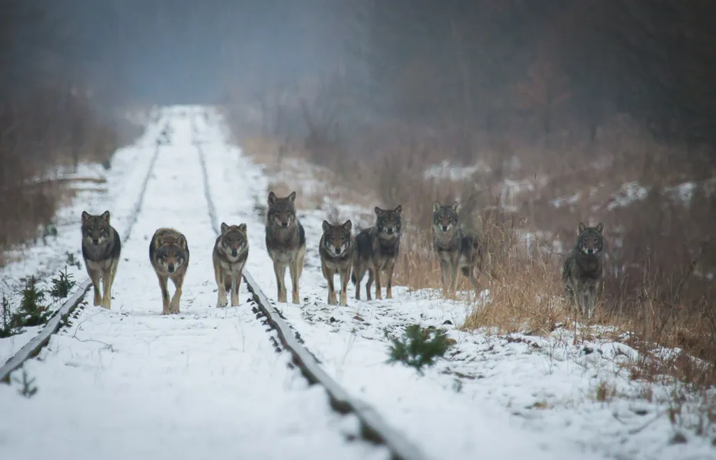 Wataha wilków. Fot. Adobe Stock/Marcin Zakrzewski