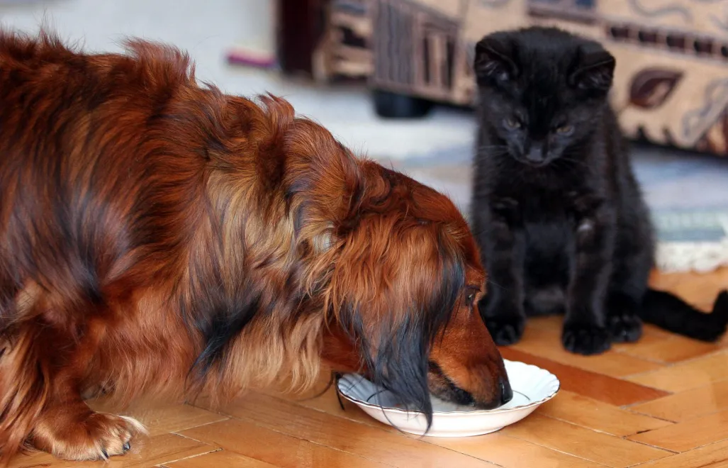 Pies i kot Fot. PAP/Andrzej Grygiel