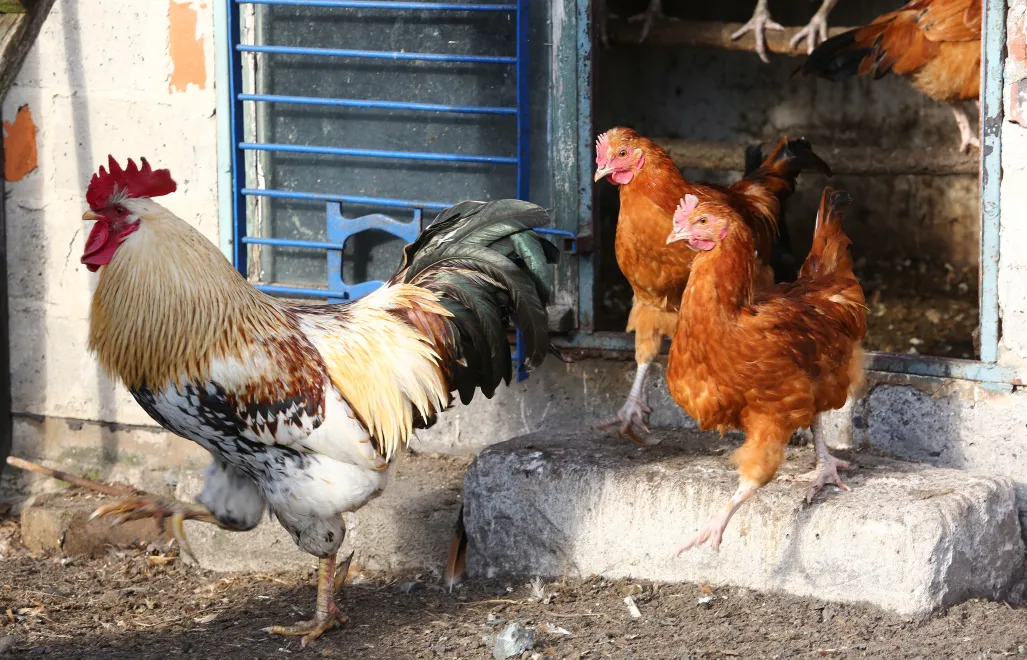 Obecnie głównym sposobem zwalczania obydwu chorób zakaźnych drobiu są działania bioasekuracyjne. Fot. PAP/	Tomasz Wojtasik