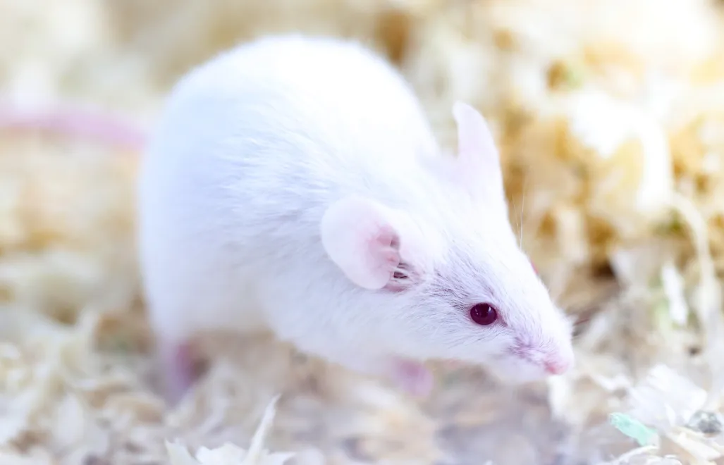 Mysz (zdjęcie ilustracyjne). Fot. PAP/Łukasz Gągulski