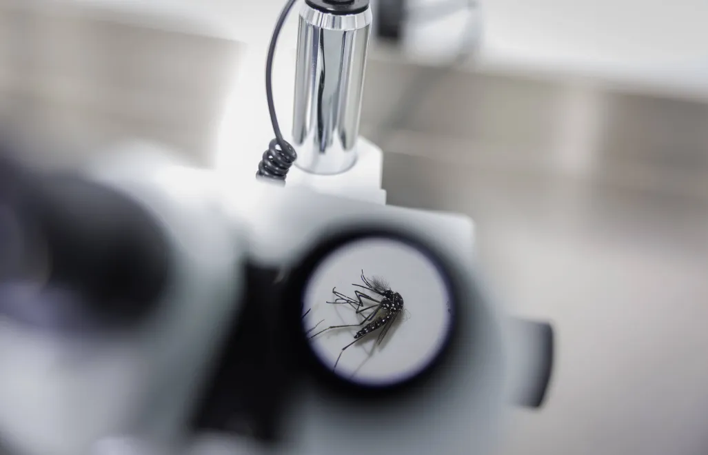 Komar pod mikroskopem. Zdj. ilustracyjne. Fot. PAP/EPA/Isaac Fontana 