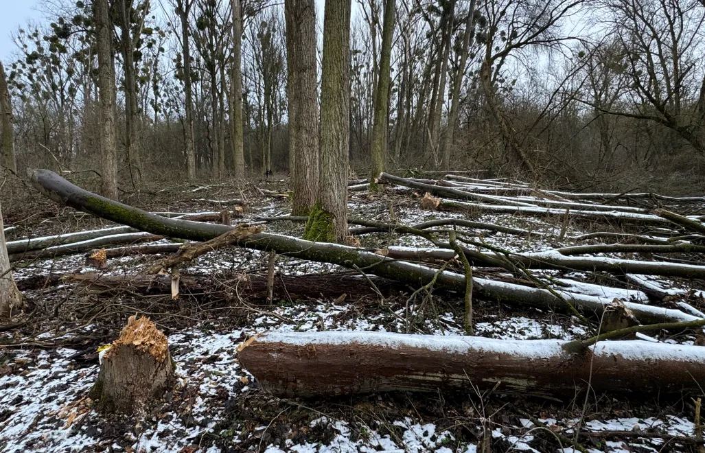 Miejsce nielegalnej wycinki drzew w obszarze Natura 2000 w lesie łęgowym na Kępie Bazarowej w Toruniu. Fot. PAP/Tomasz Węcławsk