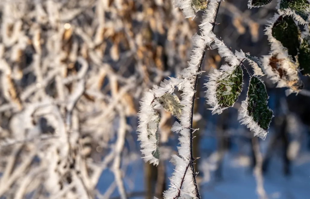 Poranek z siarczystym mrozem w Cisowej na Pogórzu Przemyskim. Fot. PAP/Darek Delmanowicz