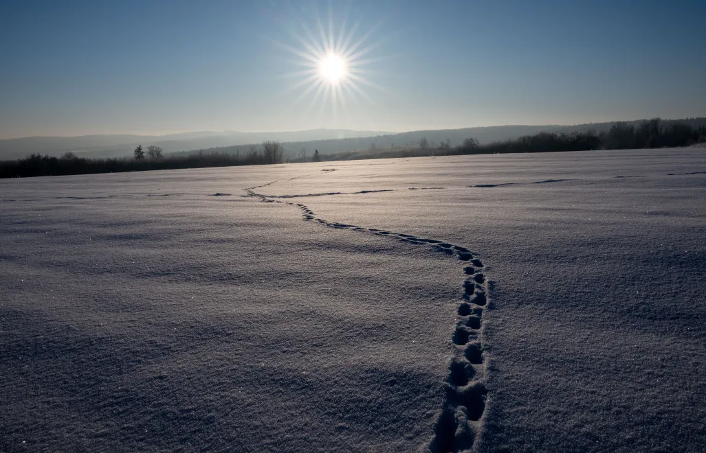 Mróz. Fot. PAP/Darek Delmanowicz