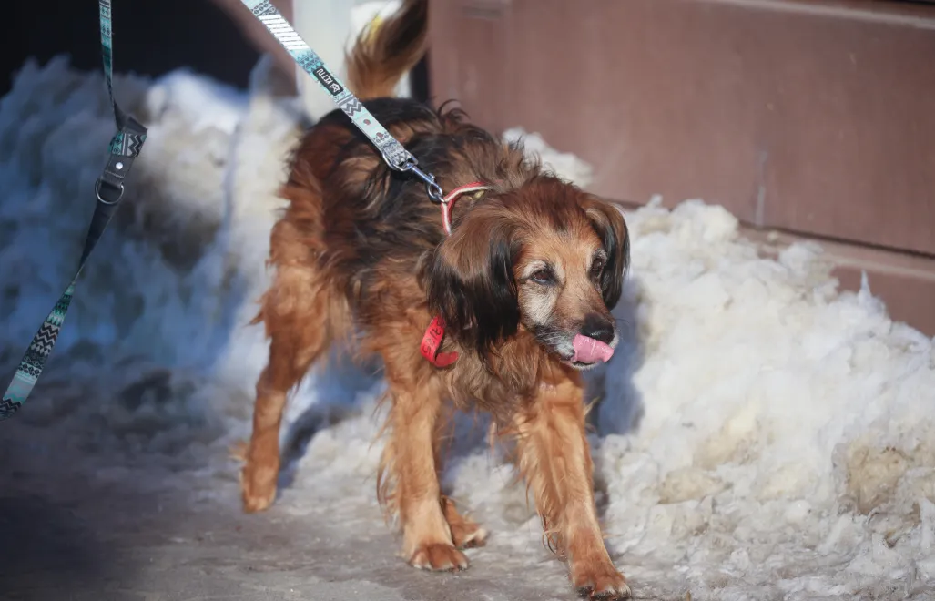 Pies. Zdjęcie ilustracyjne. Fot. PAP/Leszek Szymański