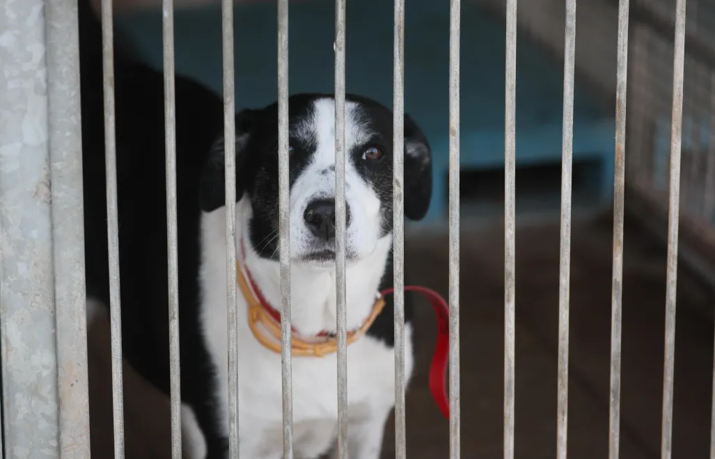 Schronisko dla zwierząt na Paluchu w Warszawie, 21 bm. Pracownicy placówki zaprezentowali pierwszy w Polsce specjalistyczny ambulans weterynaryjny. Pojazd umożliwia transport zwierząt wymagających tlenoterapii, stabilizacji oddechowej oraz natychmiastowego zabezpieczenia medycznego. Fot. PAP/Leszek Szymański