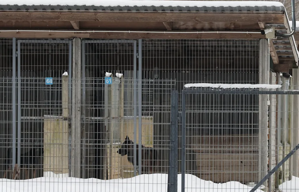 Powiatowy Lekarz Weterynarii zamknął schronisko w Sobolewie. Fot. PAP/	Paweł Supernak