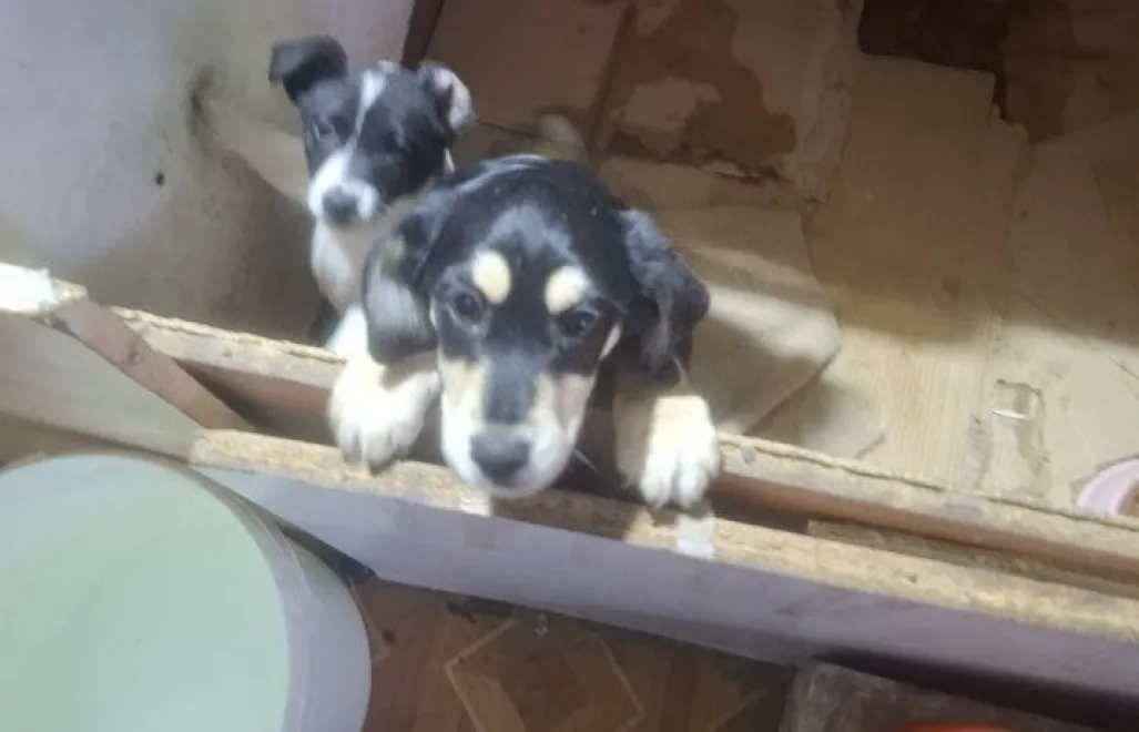 Pseudohodowla psów i kotów zlikwidowana przez łódzką policję. Fot. https://lodzka.policja.gov.pl/