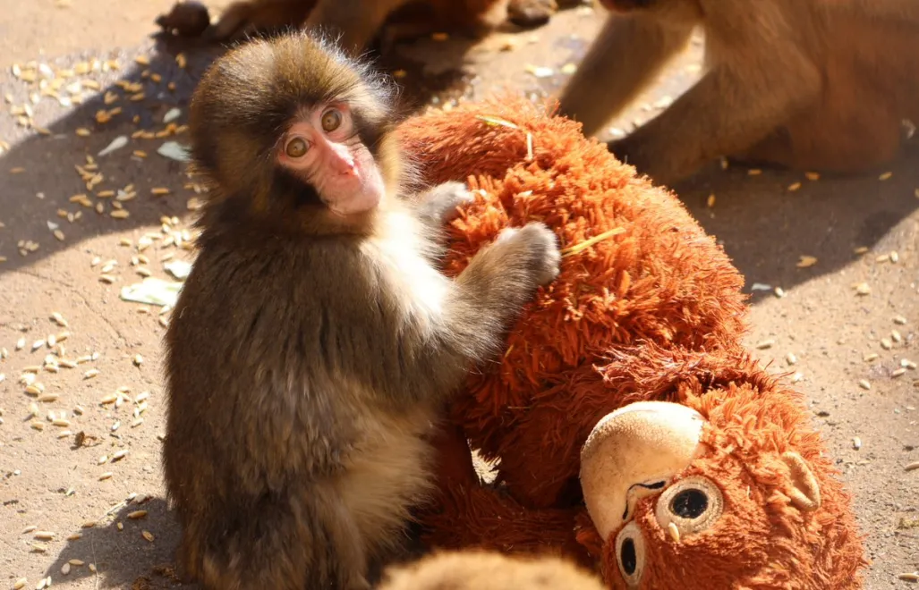 Makak Punch. Źródło: Miejski Ogród Zoologiczny w mieście Ichikawa/X
