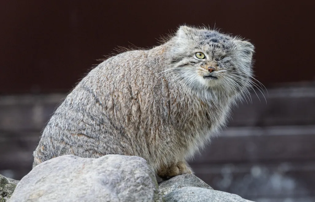 Samica manula Bożenka z ZOO w Poznaniu. Fot. Facebook/Zoo Poznań Official Site