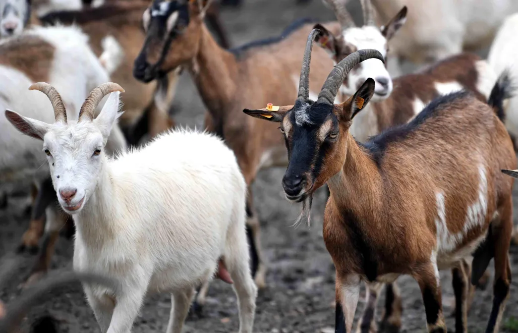 Kozy. Fot. PAP/	Darek Delmanowicz