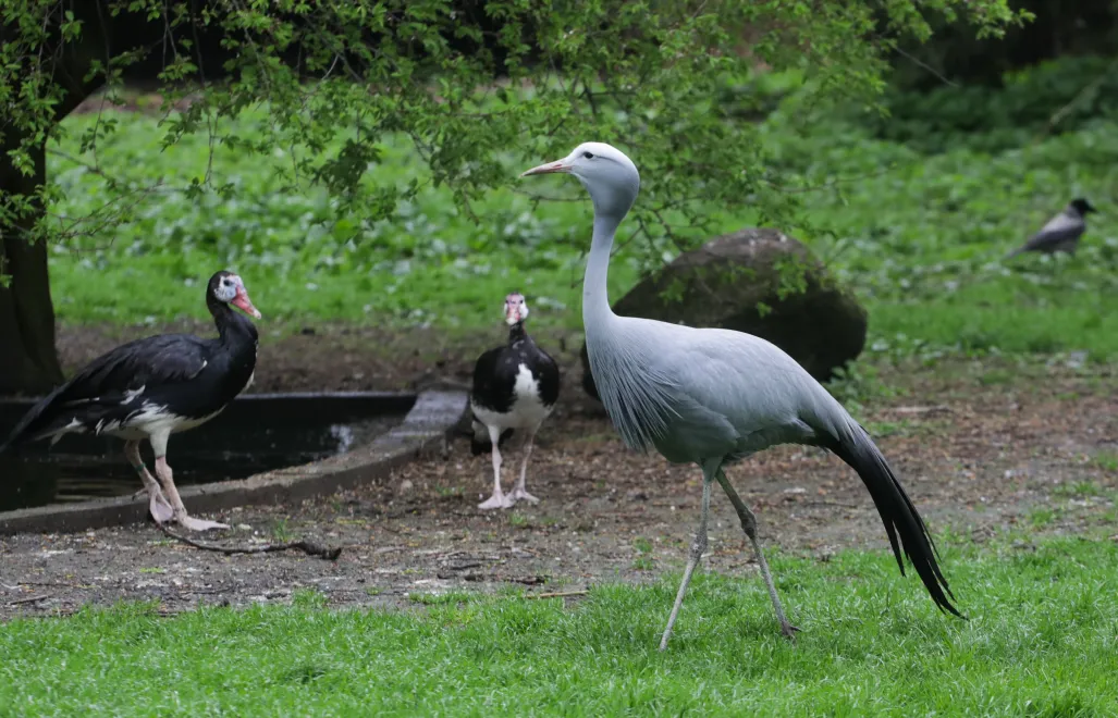 Ptaki w warszawskim zoo, fot.PAP/Albert Zawada