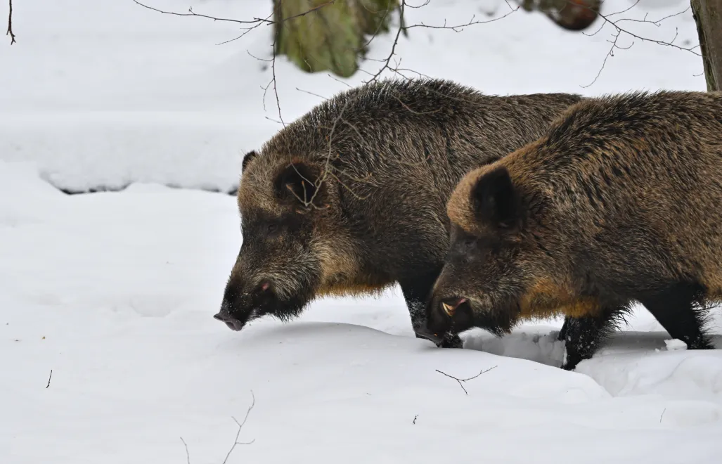 Dziki. Fot. PAP/Przemysław Piątkowski