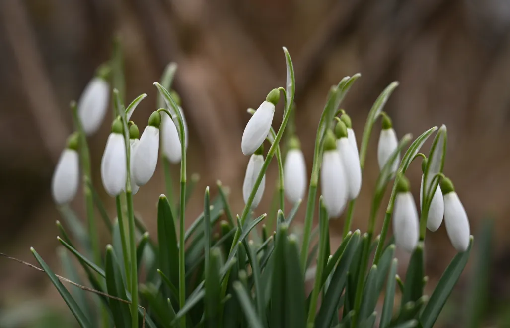  Kwitnące przebiśniegi. Zdj. Ilustracyjne. Fot. PAP/Adam Warżawa