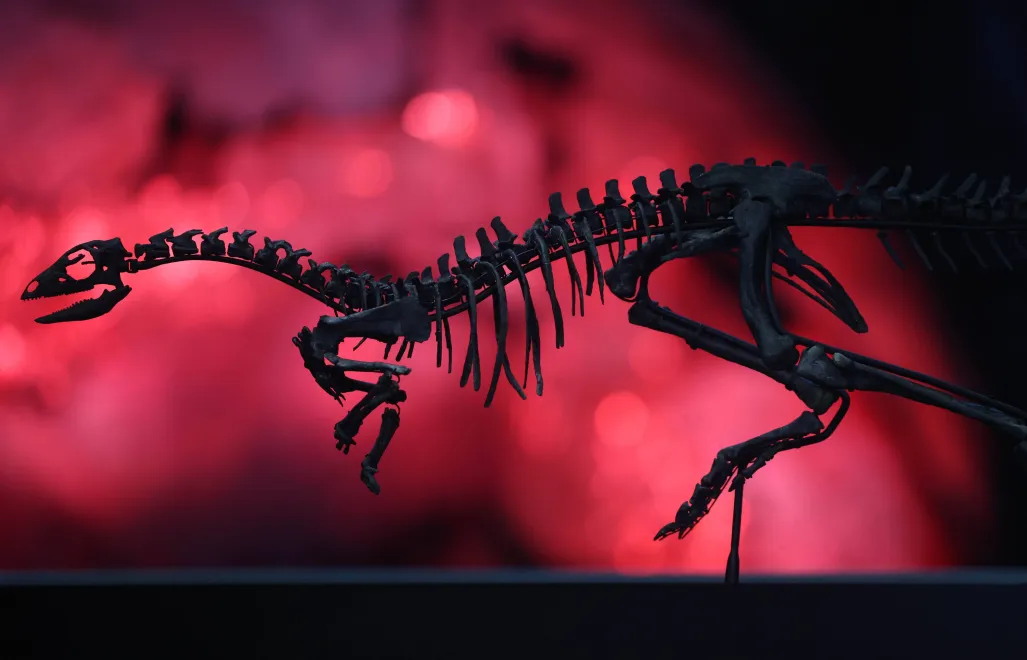 Eksponat w Muzeum Historii Naturalnej w Londynie Fot. PAP/EPA/NEIL HALL