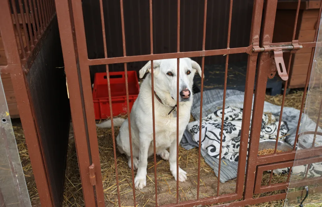 Schronisko (zdjęcie ilustracyjne). Fot. PAP/Jarek Praszkiewicz