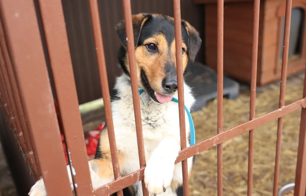 Pies w schronisku Fot. PAP/Jarek Praszkiewicz