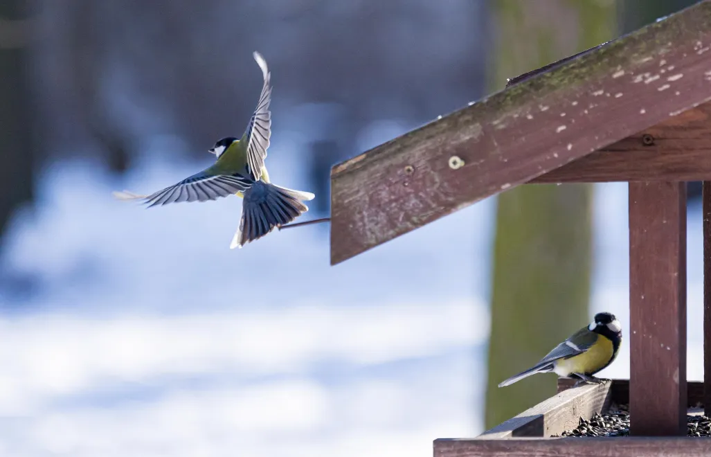 Sikorki w karmniku Fot. PAP/Szymon Pulcyn