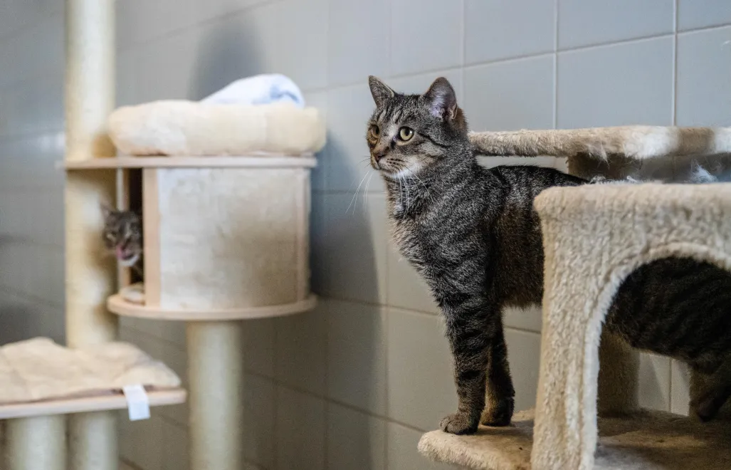 Kot. Fot. PAP/Wojtek Jargiło