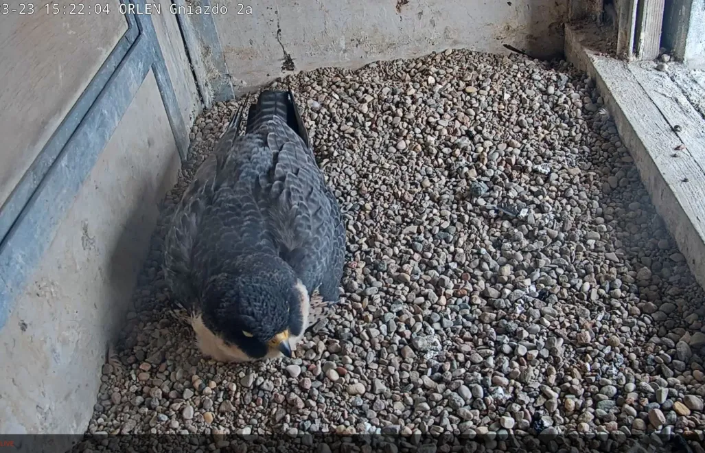 Ujęcie z kamery w budce lęgowej zamontowanej na instalacji Clausa. Fot. Orlen