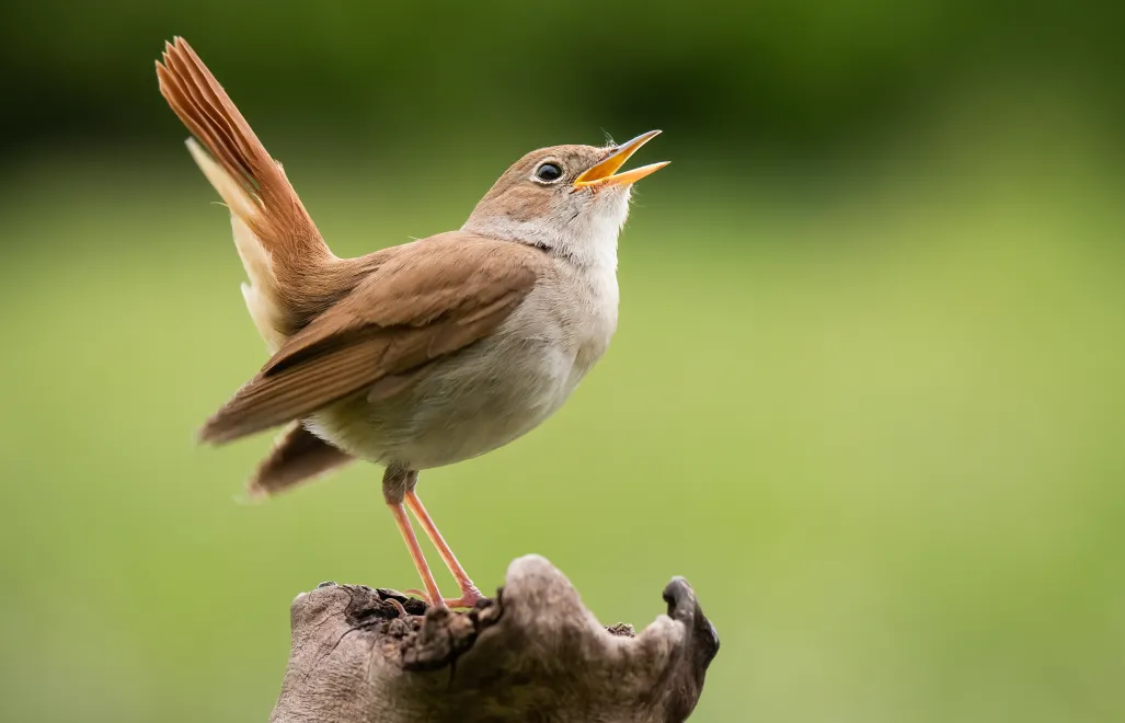 Słowik Fot. Adobe Stock/MatusHaban