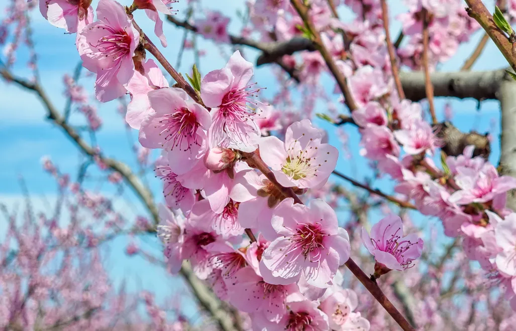 Drzewa brzoskwiniowe w Werii. Fot. sea and sun/Adobe Stock