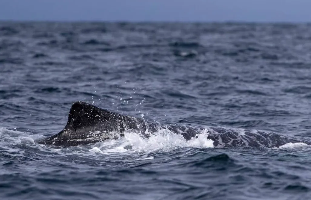 Humbak. Fot. PAP/EPA/EFE/Jose Jacome (zdjęcie ilustracyjne)