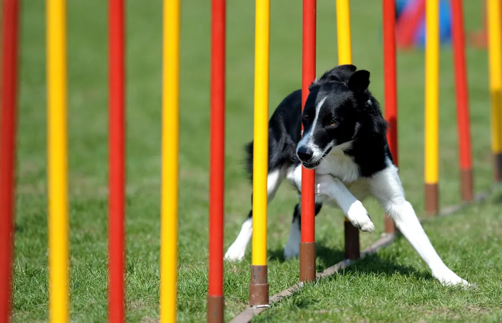 Podkarpackie Zawody Agility. Fot. PAP/Darek Delmanowicz