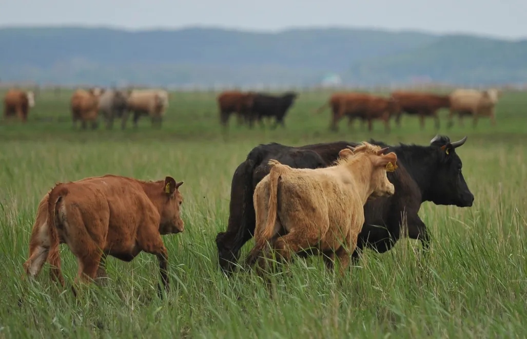 Krowy na pastwisku Fot. PAP/Marcin Bielecki