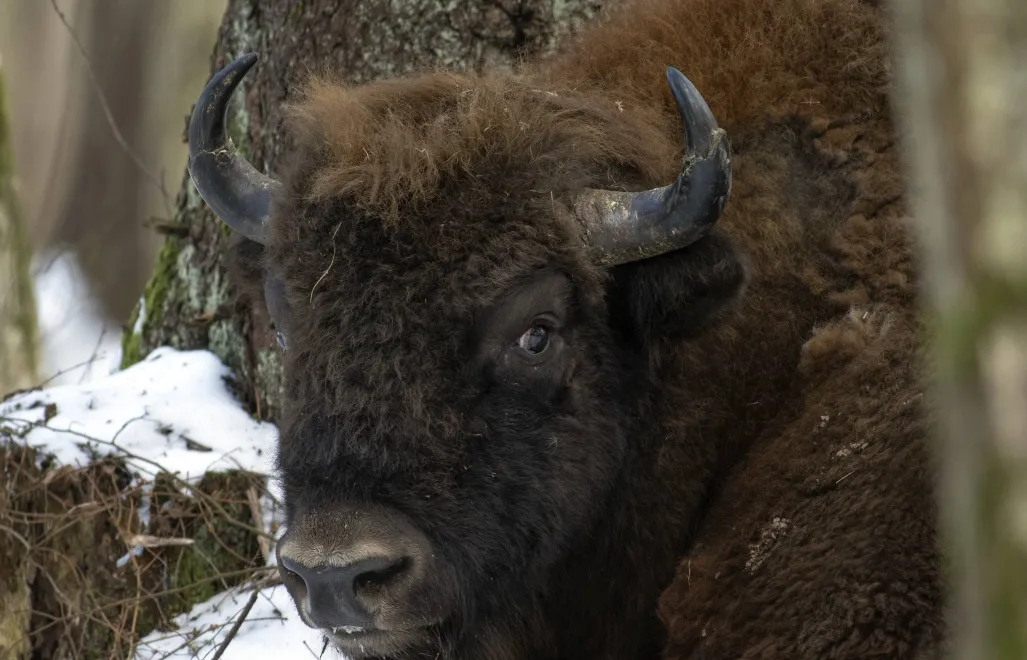 Żubr. Fot. PAP/Michał Zieliński