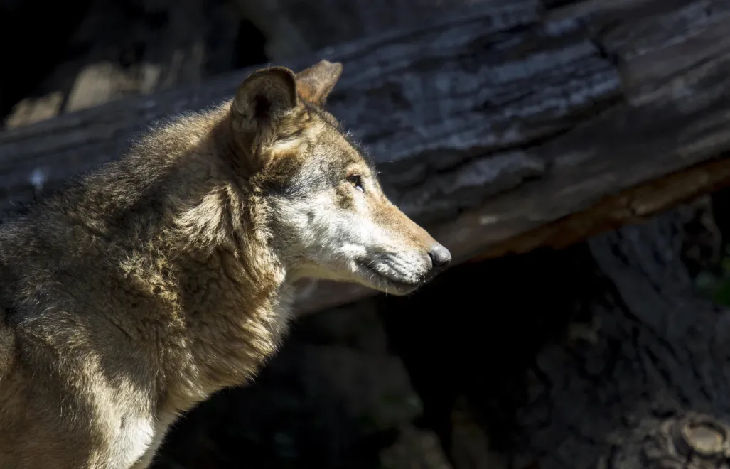 Wilk szary Fot. PAP/Aleksander Koźmiński