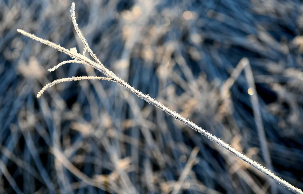 Przymrozki Fot. PAP/Darek Delmanowicz