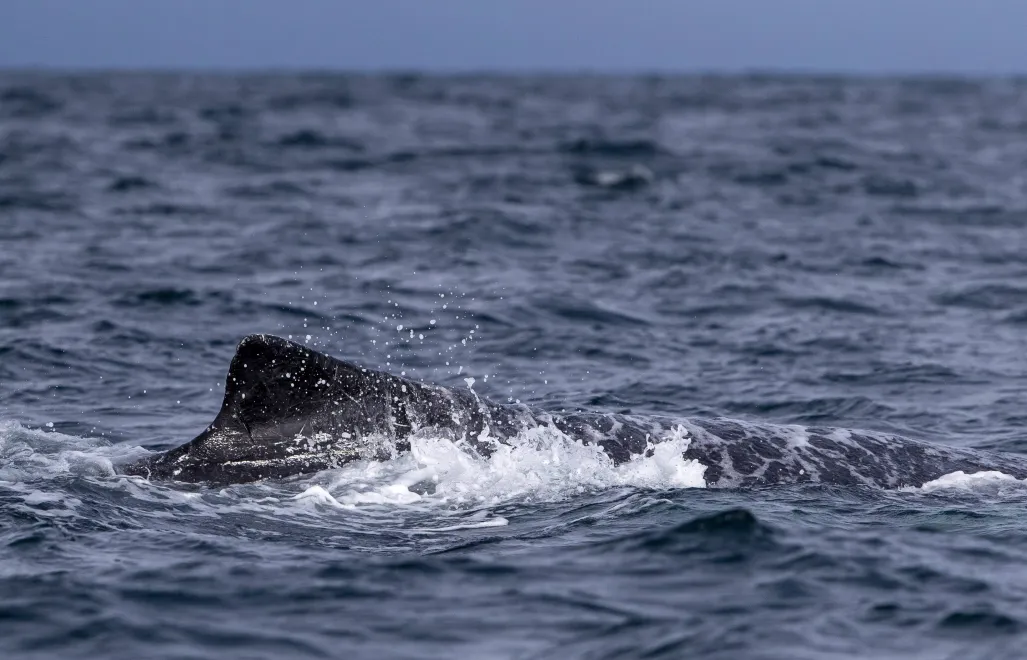 Humbak, zdjęcie ilustracyjne, fot. PAP/EPA/EFE/Jose Jacome