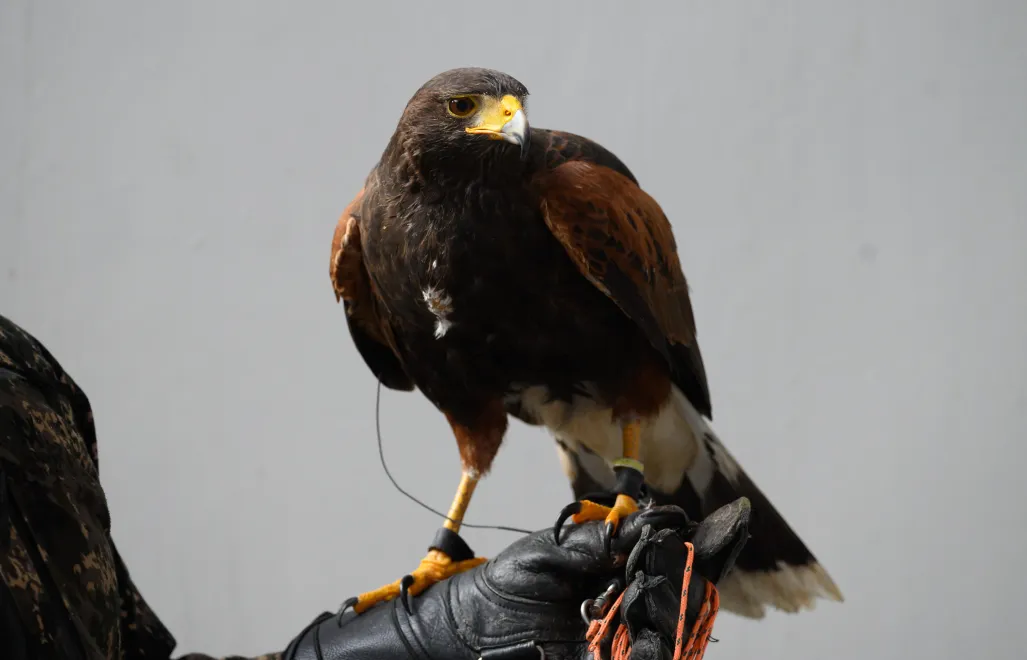 Myszołowiec towarzyski. Zdj. ilustracyjne. Fot. PAP/Jakub Kaczmarczyk