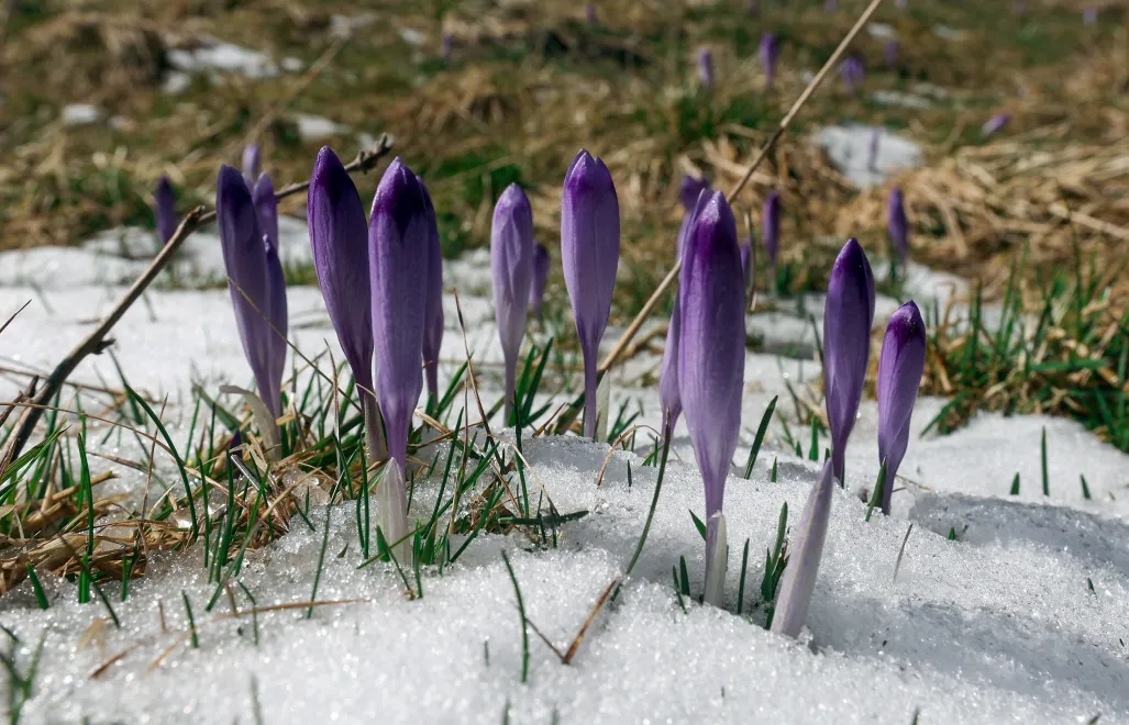 Krokusy pod śniegiem Fot. PAP/Grzegorz Momot