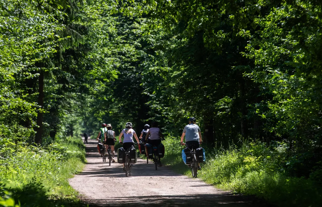 Puszcza Białowieska. Fot. PAP/Michał Zieliński