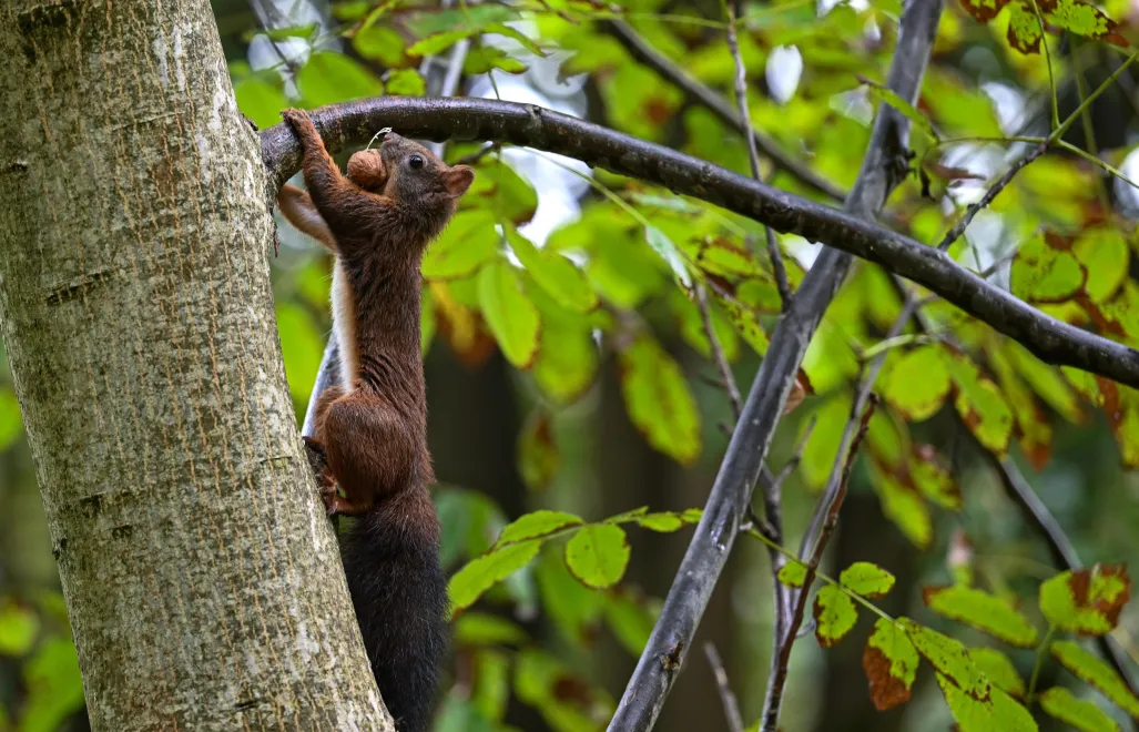 Wiewiórka, fot. PAP/Darek Delmanowicz