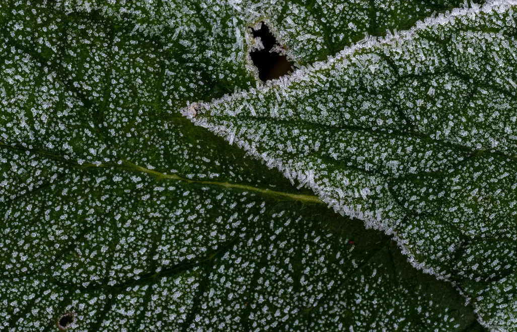 Przymrozki Fot. PAP/Darek Delmanowicz