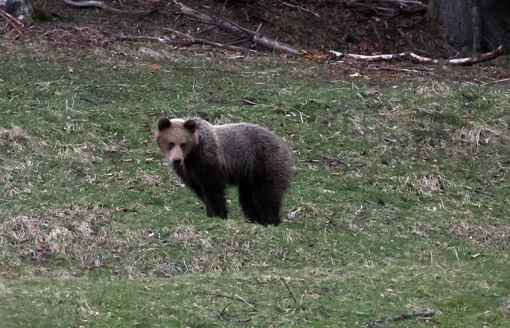 Niedźwiedź w Tatrzańskim Parku Narodowym. Fot. PAP/Grzegorz Momot