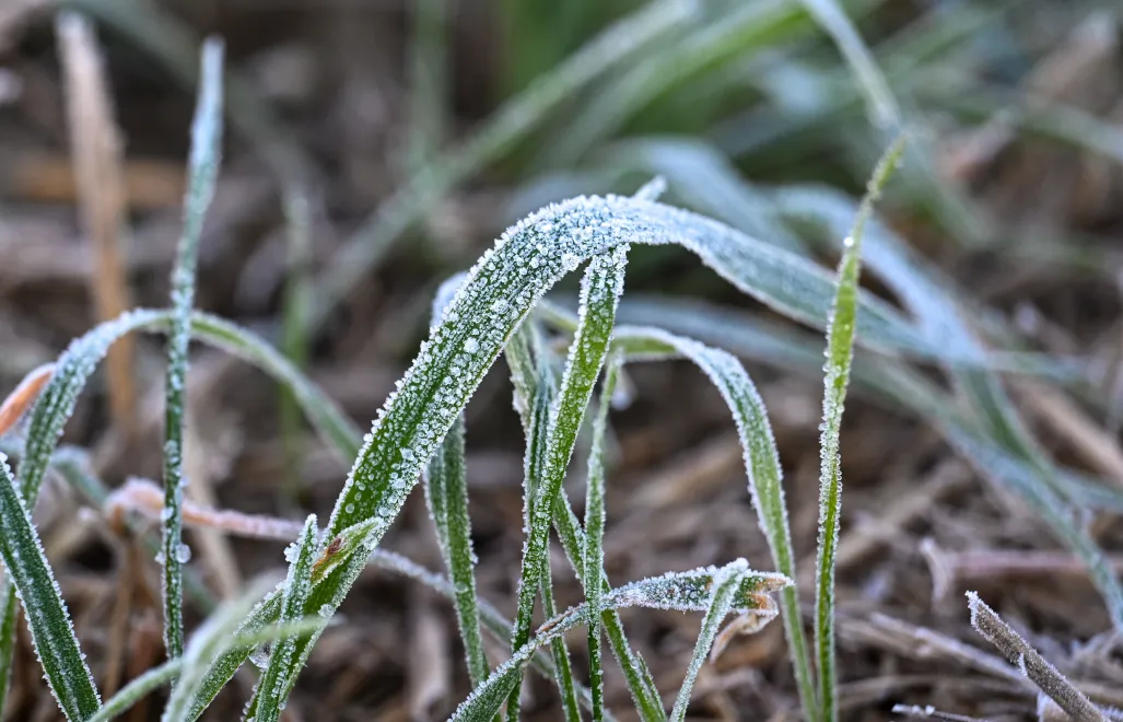 IMGW wydał ostrzeżenia I stopnia przed przymrozkami. Fot. PAP/Darek Delmanowicz