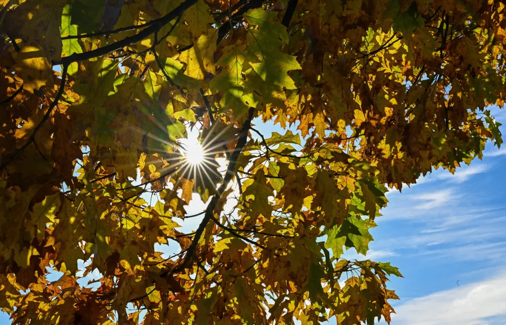 Słońce (zdjęcie ilustracyjne). Fot. PAP/Darek Delmanowicz