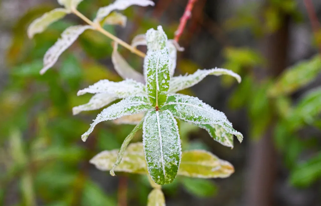 Przymrozki. Fot. PAP/Marcin Bielecki