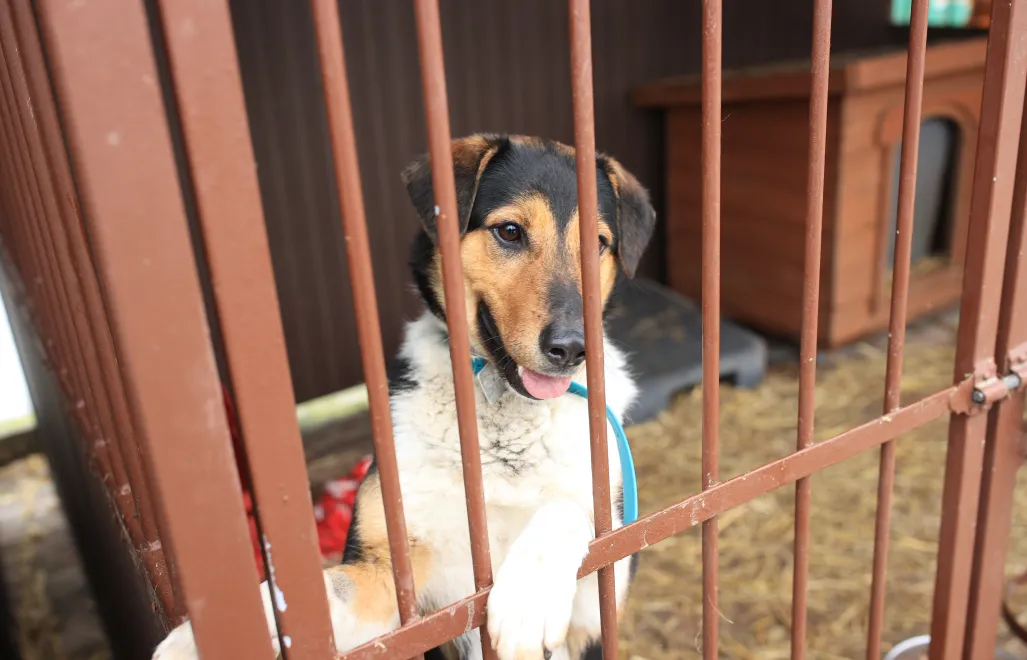 Schronisko dla Bezdomnych Zwierząt w Bytomiu. Fot. PAP/Jarek Praszkiewicz