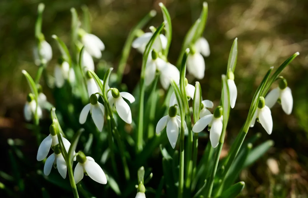 Kwitnące przebiśniegi zwiastujące nadchodzącą wiosnę. Fot. PAP/Adam Warżawa
