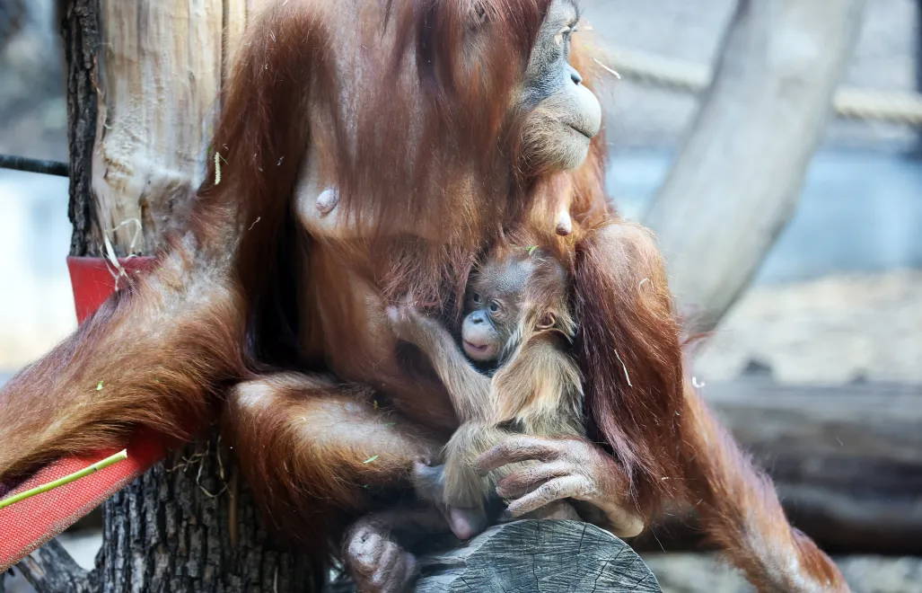 Mały orangutan sumatrzański z mamą Ketawą na wybiegu w Orientarium Zoo Łódź Fot. PAP/Marian Zubrzycki