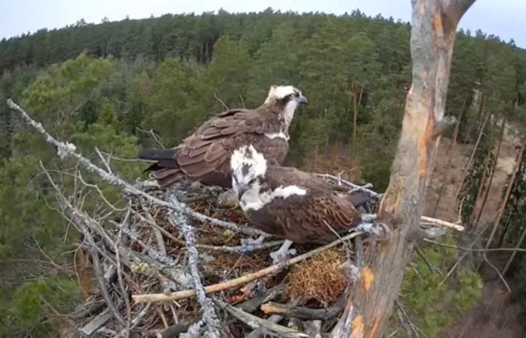Para rybołowów w gnieździe Fot. Nadleśnictwo Nidzica