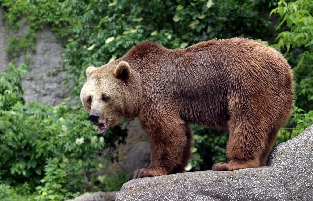 Niedźwiedź brunatny, fot. PAP/Piotr Rybarczyk