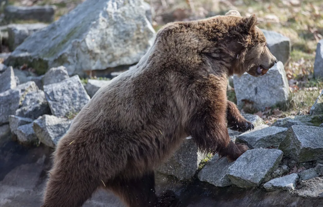 Niedźwiedź brunatny, zdjęcie ilustracyjne, fot. PAP/Maciej Kulczyński