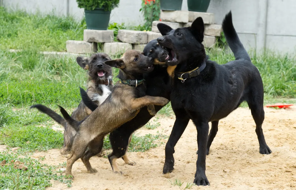 Psy Fot. PAP/Grzegorz Michałowski