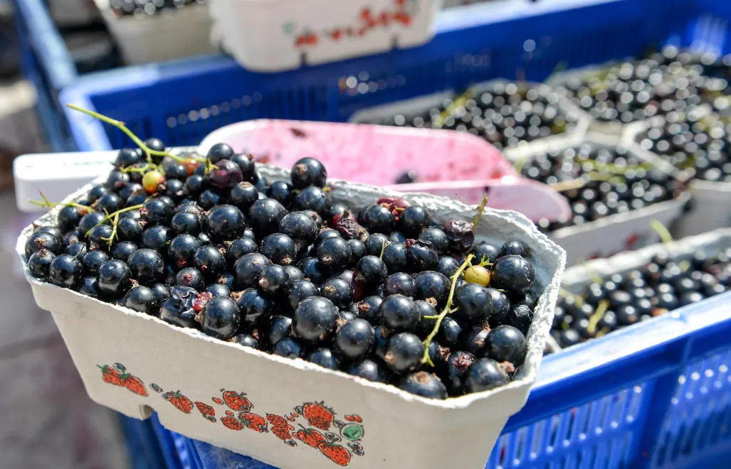 Czarne porzeczki. Zdj. ilustracyjne. Fot. PAP/Marcin Obara